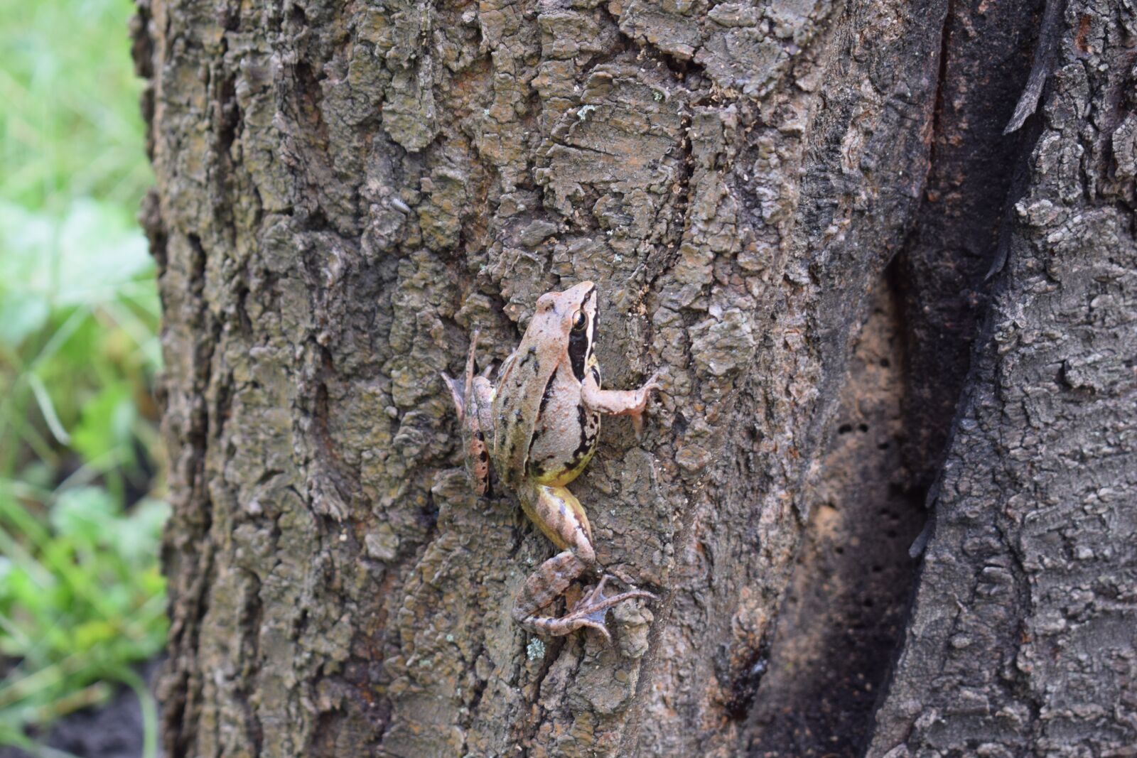 Nikon D3300 sample photo. Frog, tree, nature photography