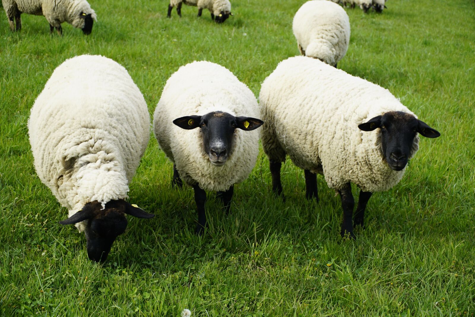 Sony a7R II + Sony E PZ 18-105mm F4 G OSS sample photo. Three, sheep, watching photography