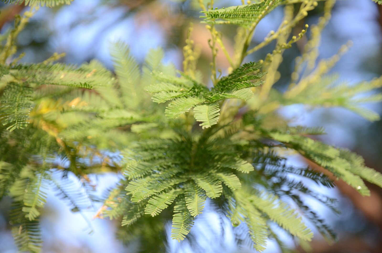 Nikon D7000 sample photo. Mimosa, leaves, leaf photography