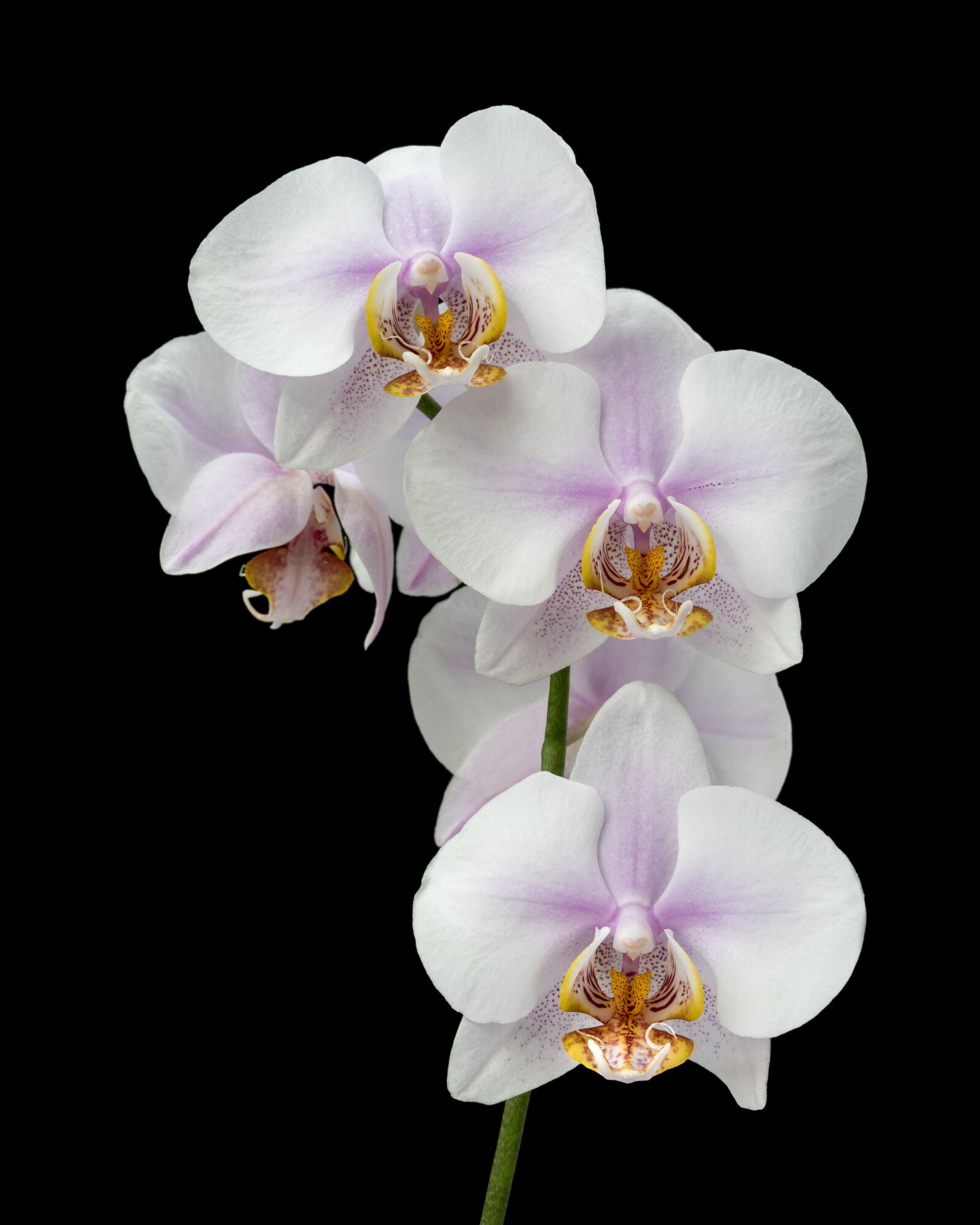 Nikon D810 sample photo. Orchid, pink, flower photography