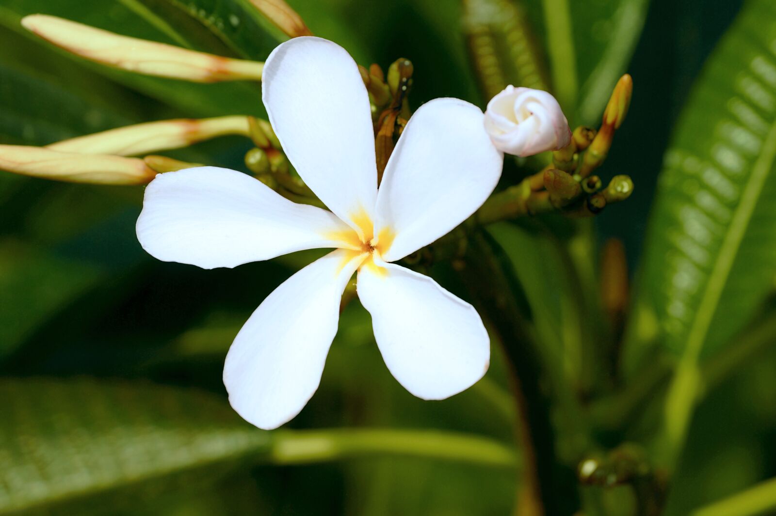 Sony SLT-A58 sample photo. White flower, flower, star photography