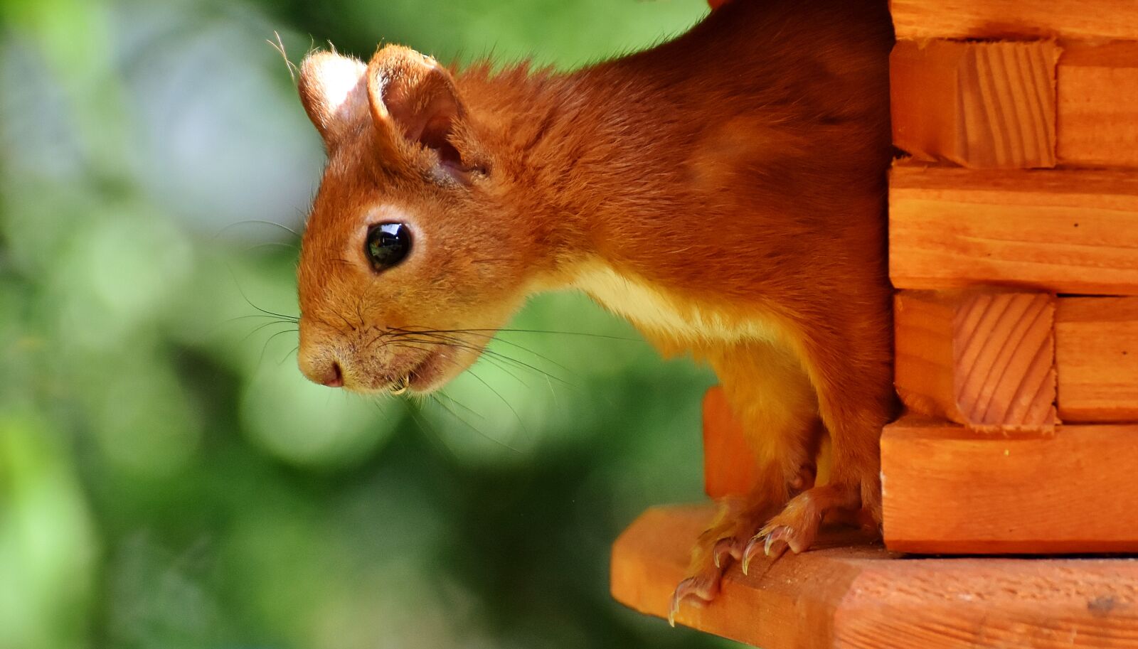 Nikon D7200 sample photo. Squirrel, cute, animal photography