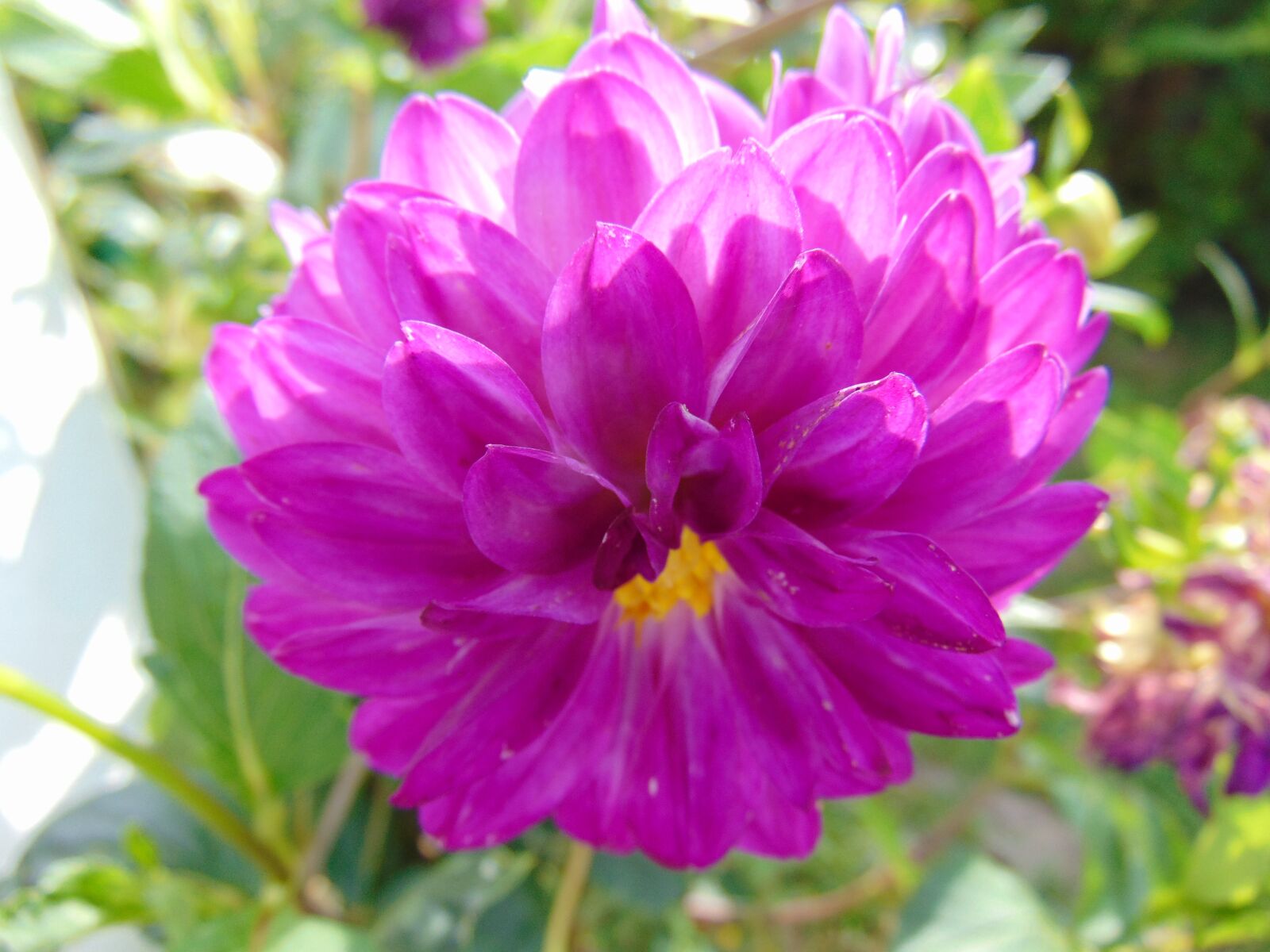 Sony Cyber-shot DSC-H300 sample photo. Merchant louis, moss, dahlia photography