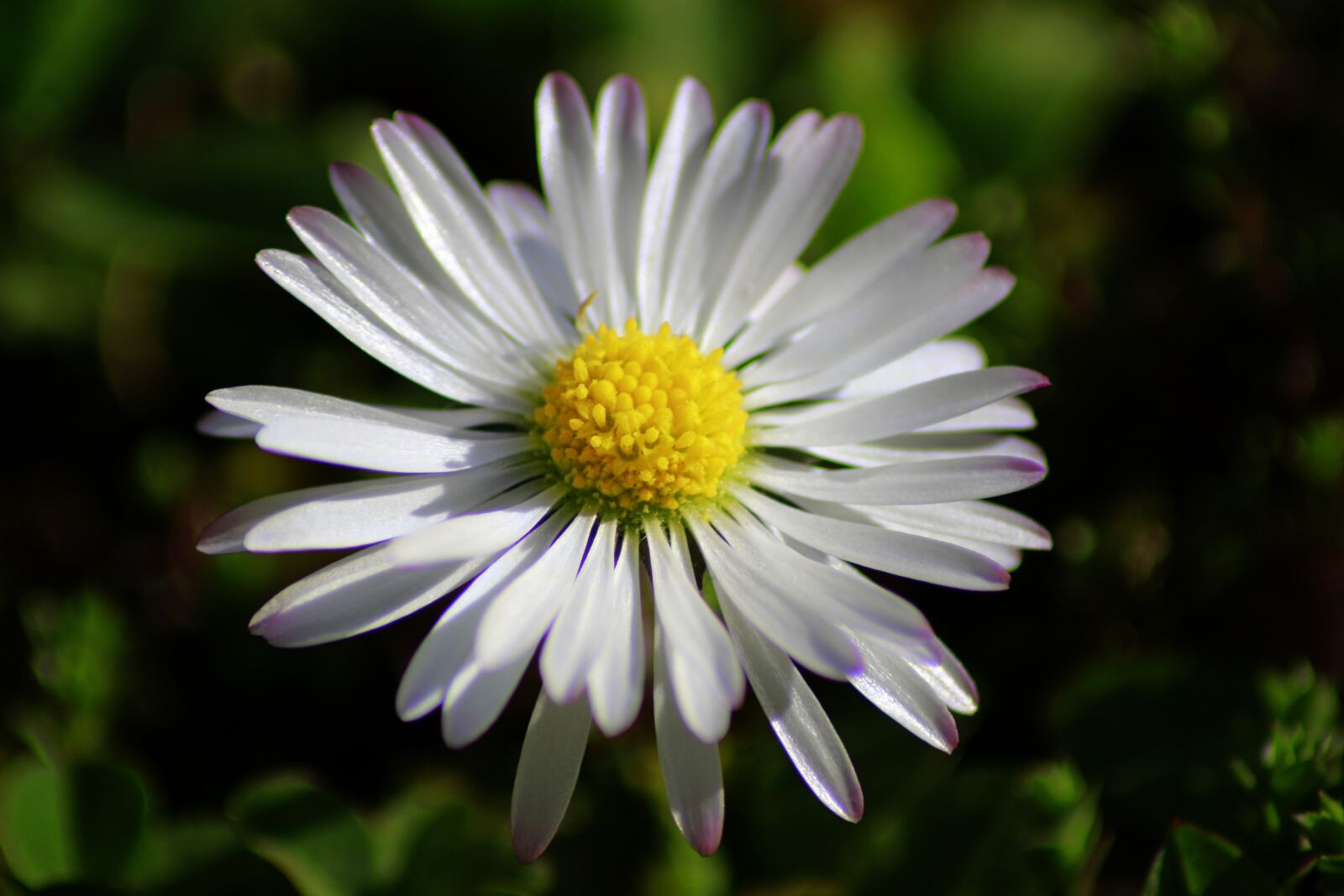 Canon EOS 100D (EOS Rebel SL1 / EOS Kiss X7) sample photo. Nature, flower, plant photography