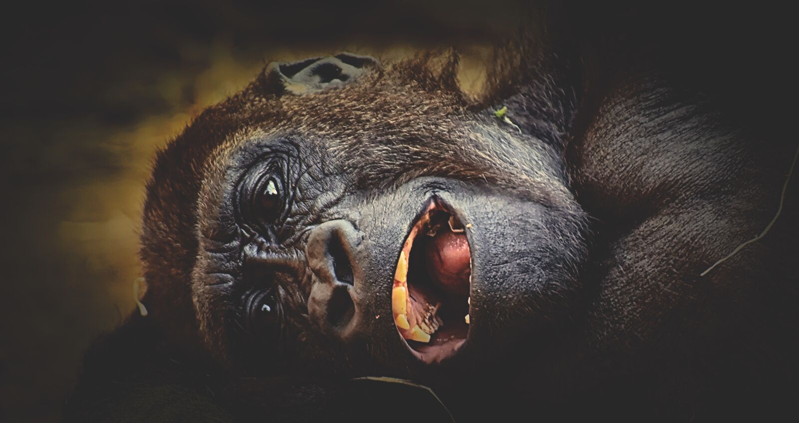 Nikon D7200 sample photo. Gorilla, monkey, animal photography