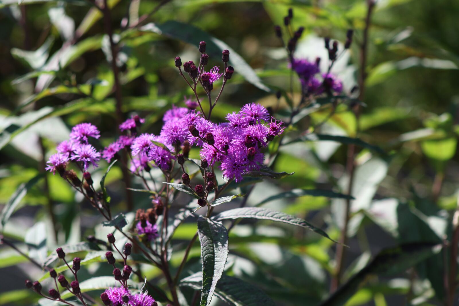 Canon EF75-300mm f/4-5.6 sample photo. Flower, purple, nature photography