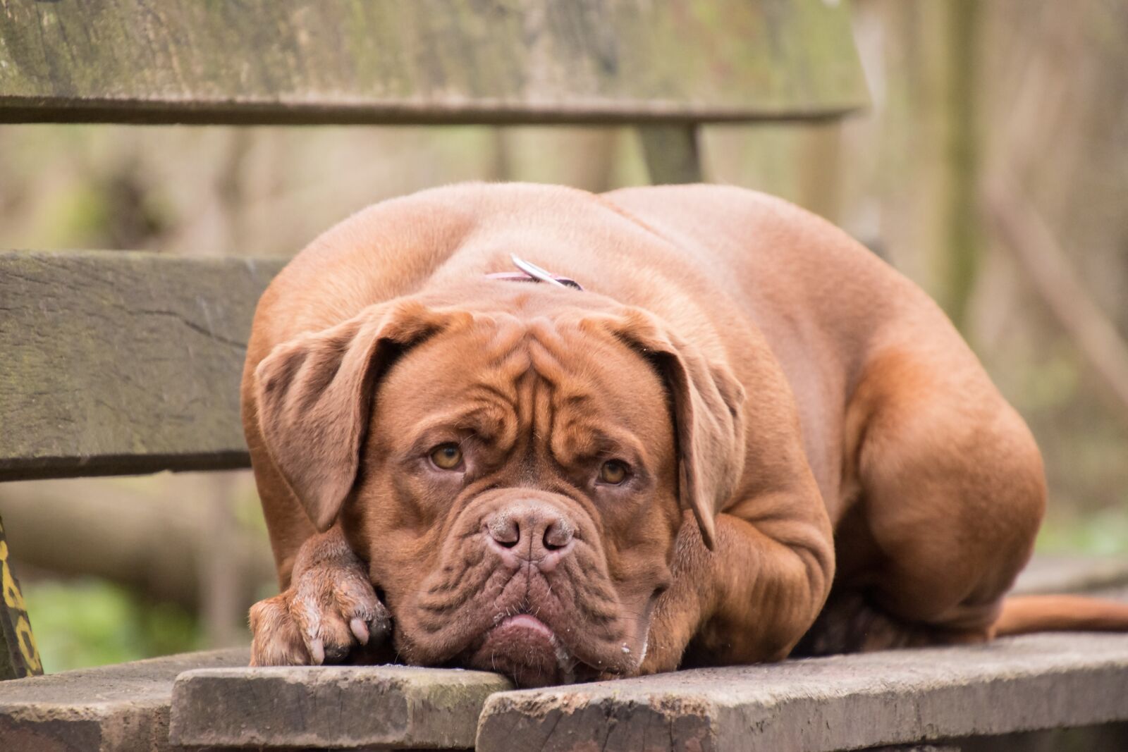 Nikon D5600 sample photo. Bordeaux mastiff, dog, animal photography