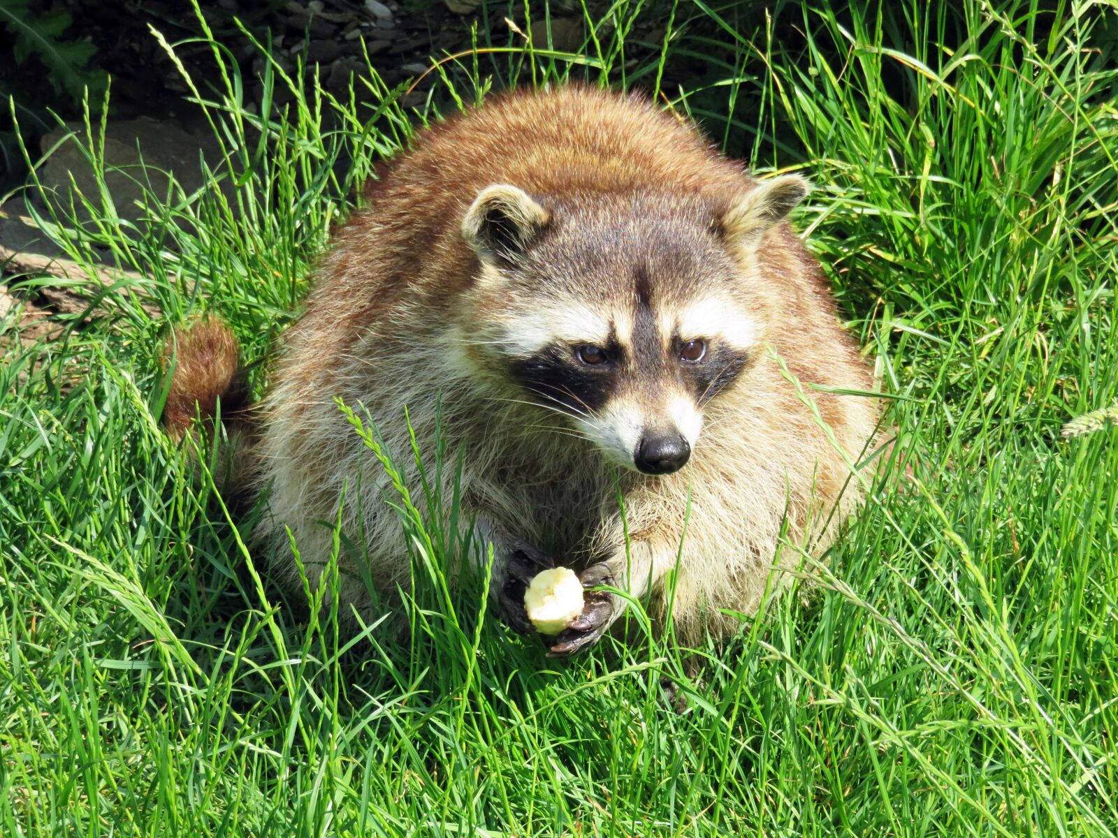 Canon PowerShot SX710 HS sample photo. Raccoon, wildlife park, animals photography