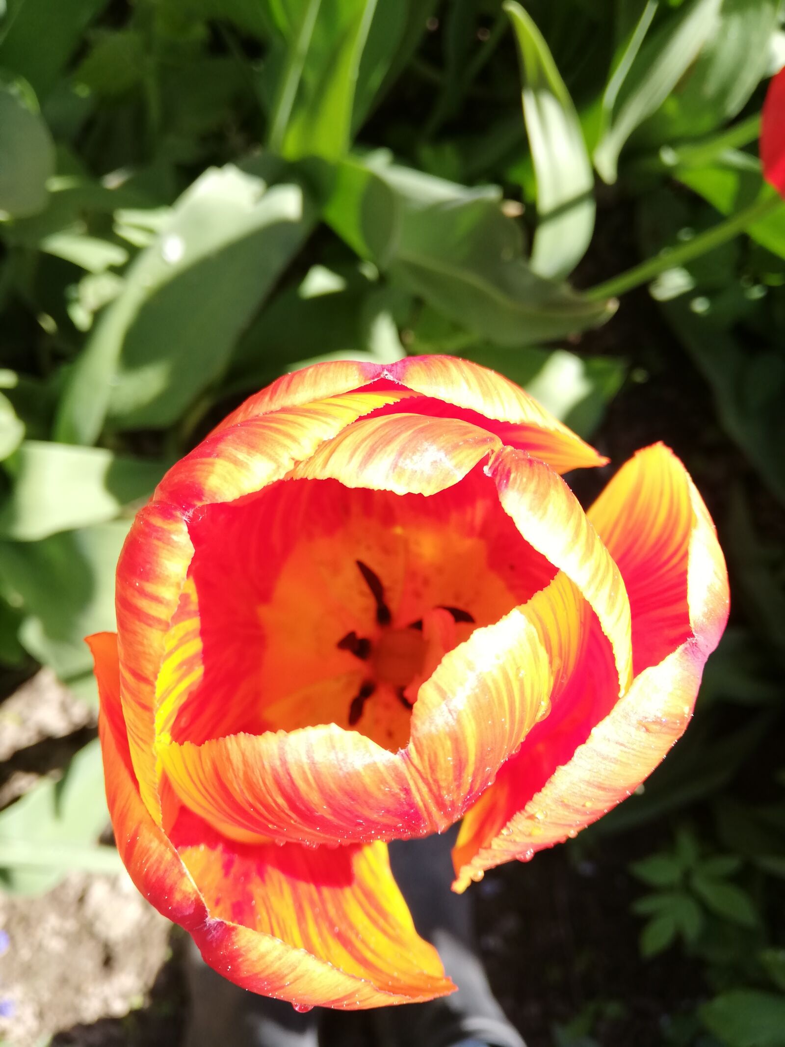 HUAWEI P20 lite sample photo. Tulip, day, flower photography