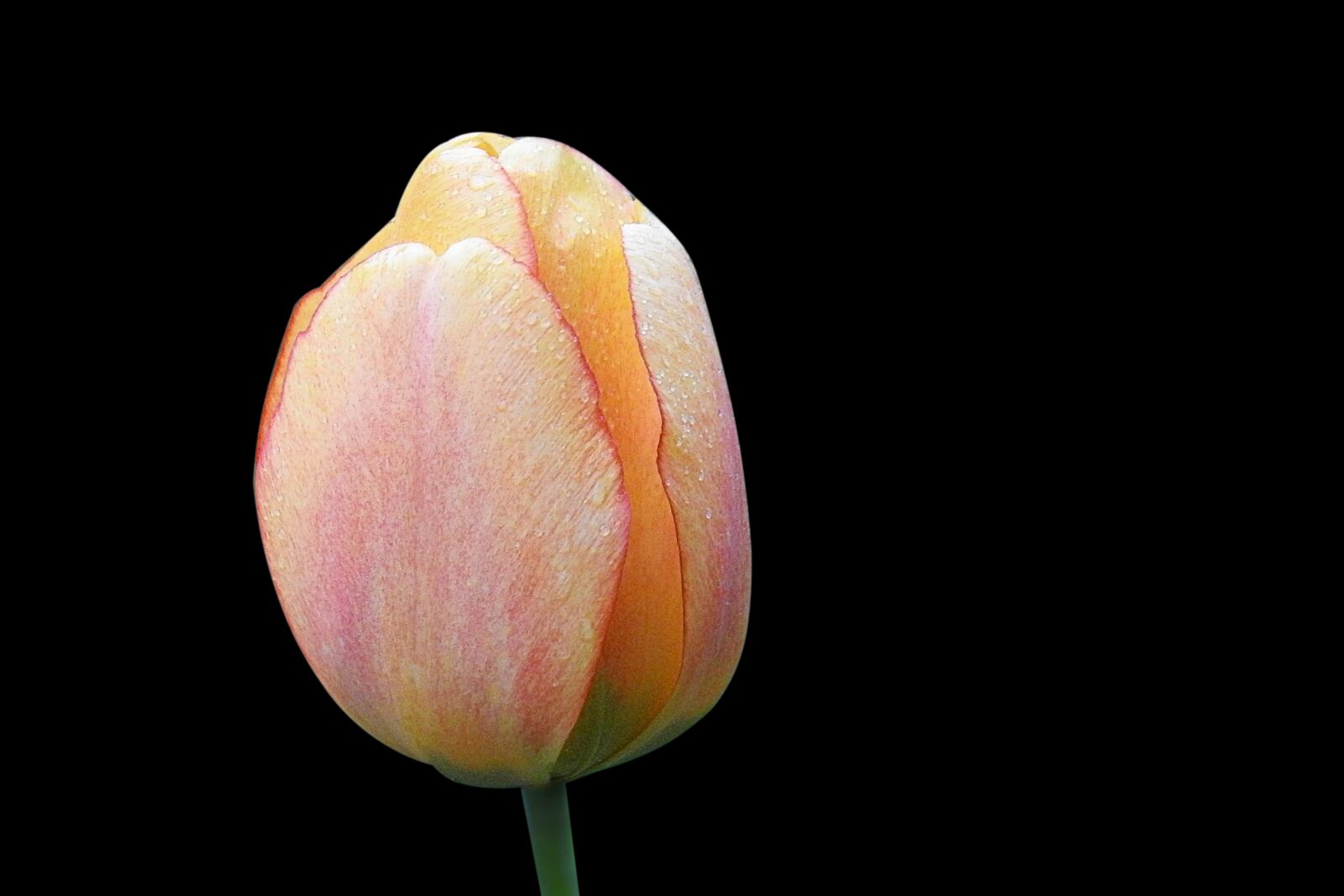 Nikon Coolpix P900 sample photo. Flower, nature, tulip photography