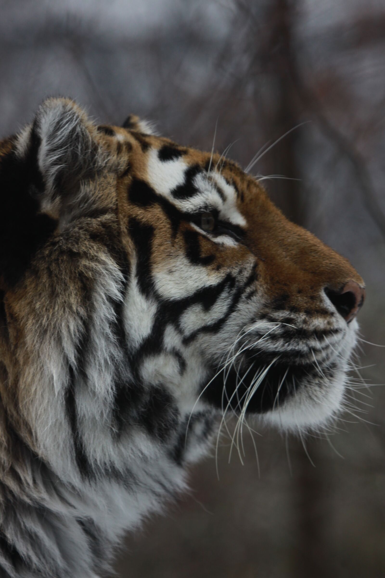 Canon EOS 50D sample photo. Animal world, cat, big photography