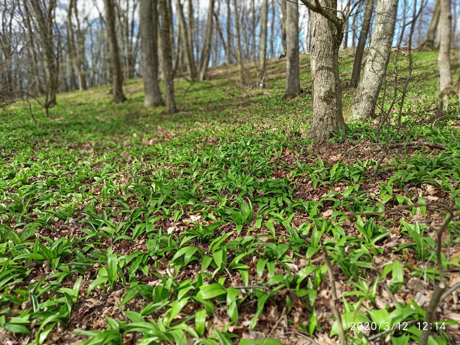 Xiaomi Redmi Note 8 Pro sample photo. Wild garlic forest, wienerwald photography