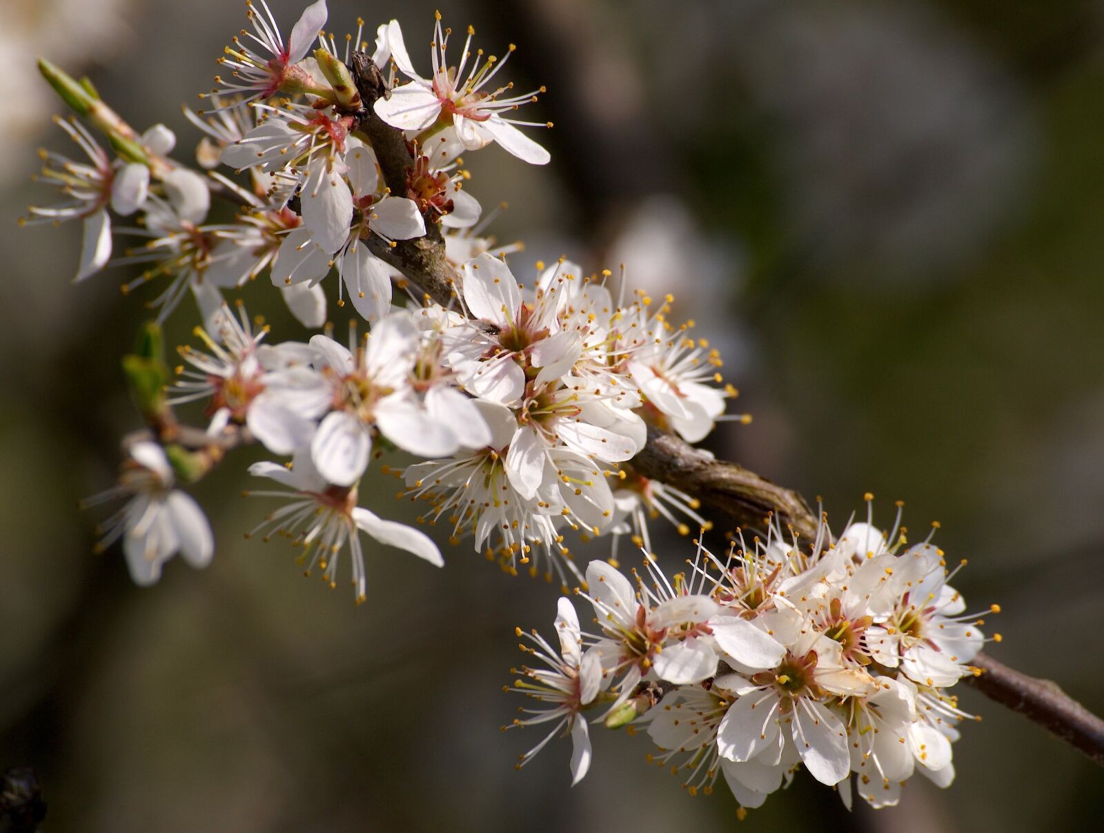 Sony Alpha DSLR-A350 sample photo. Blossom, bloom, flowers photography