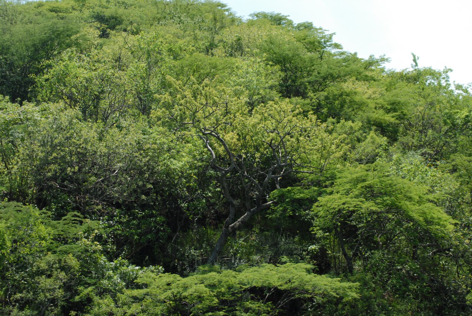 Nikon D200 sample photo. Trees, landscape, regional photography