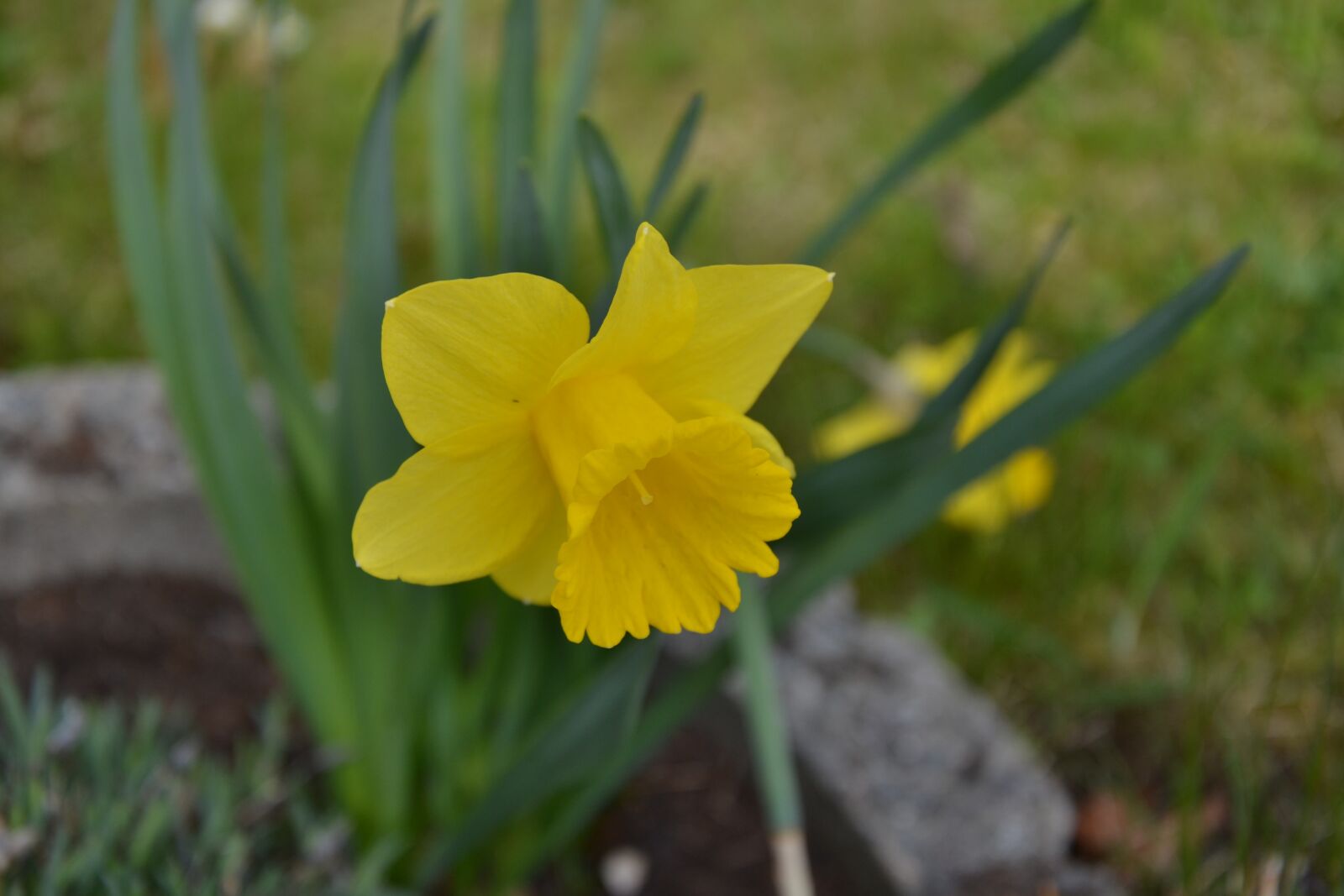 Nikon D3100 sample photo. Nature, plant, flower photography