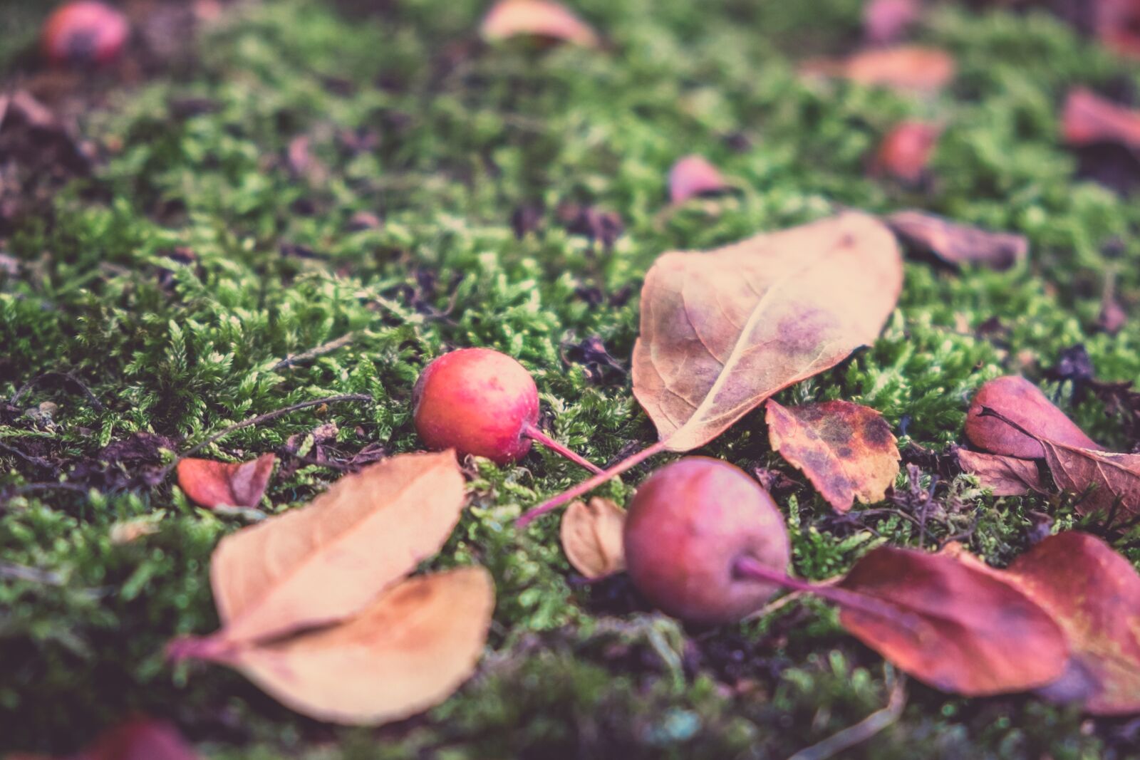 Fujifilm X-T1 sample photo. Autumn, apple, fruit photography