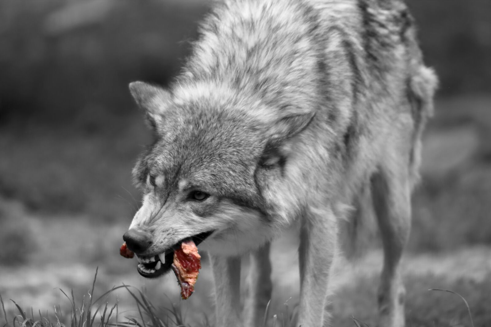 Canon EOS 1300D (EOS Rebel T6 / EOS Kiss X80) sample photo. Wolf, meat, carnivores photography