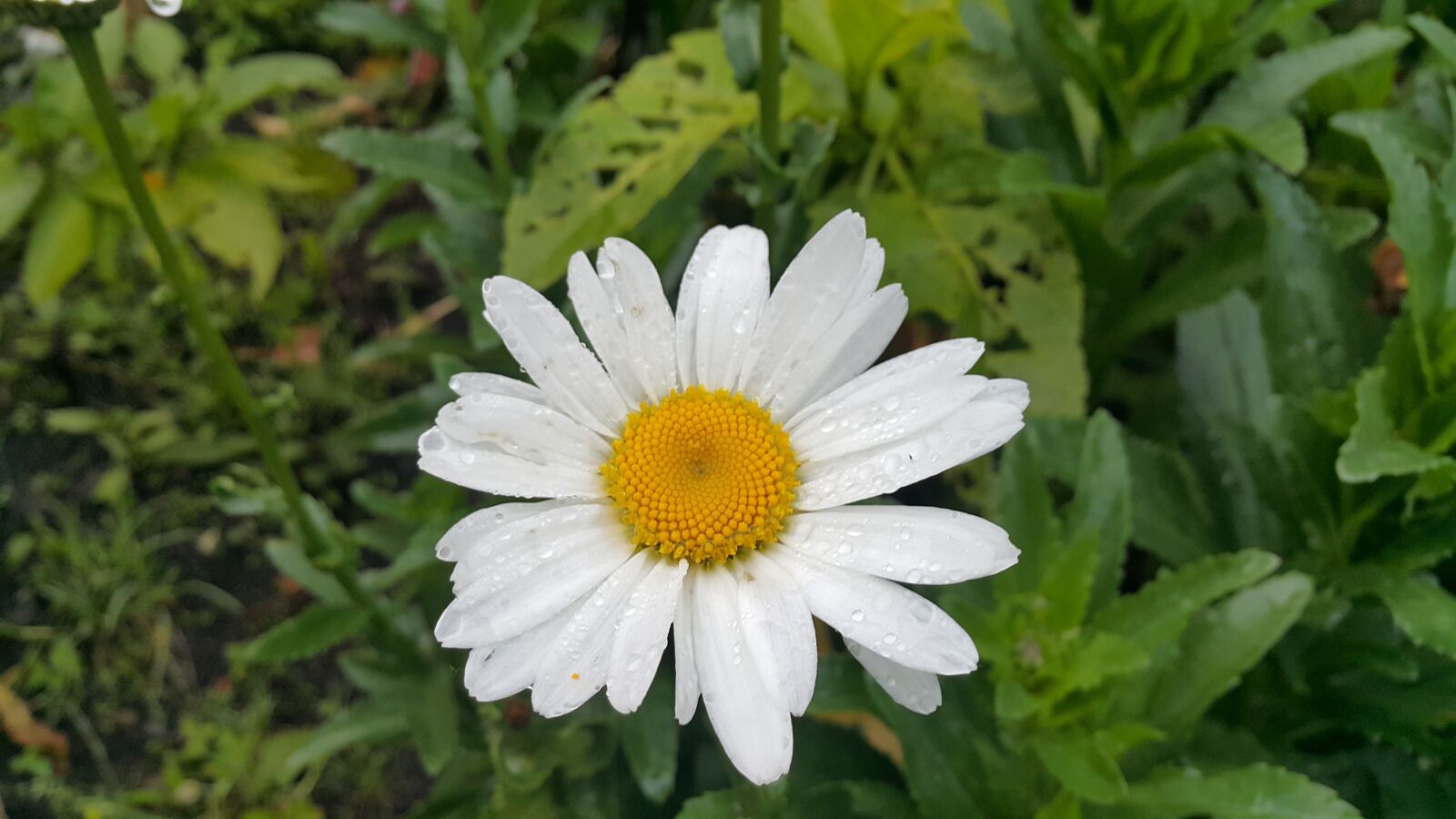Samsung Galaxy Note4 sample photo. Mountain, bromo, indonesia photography