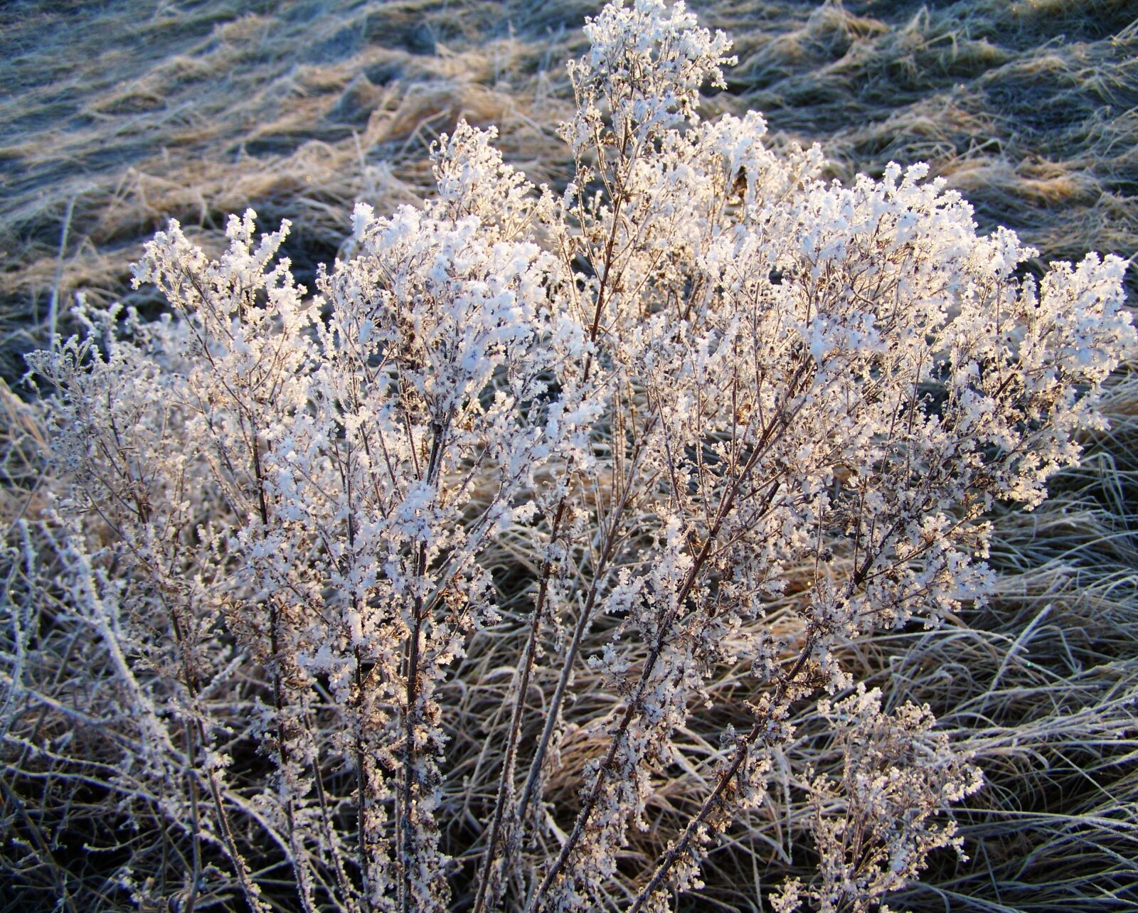 Kodak EASYSHARE ZD710 ZOOM DIGITAL CAMERA sample photo. Winter, hoary, rimy photography