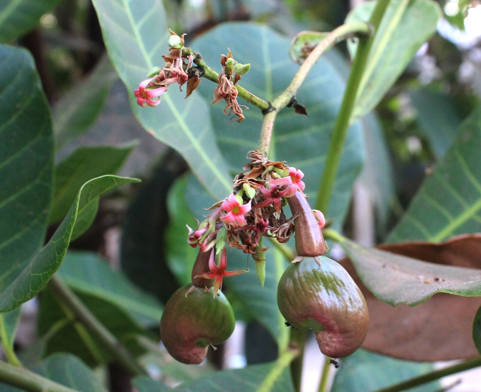 Canon EOS 1100D (EOS Rebel T3 / EOS Kiss X50) sample photo. Cashew fruit, nut, food photography