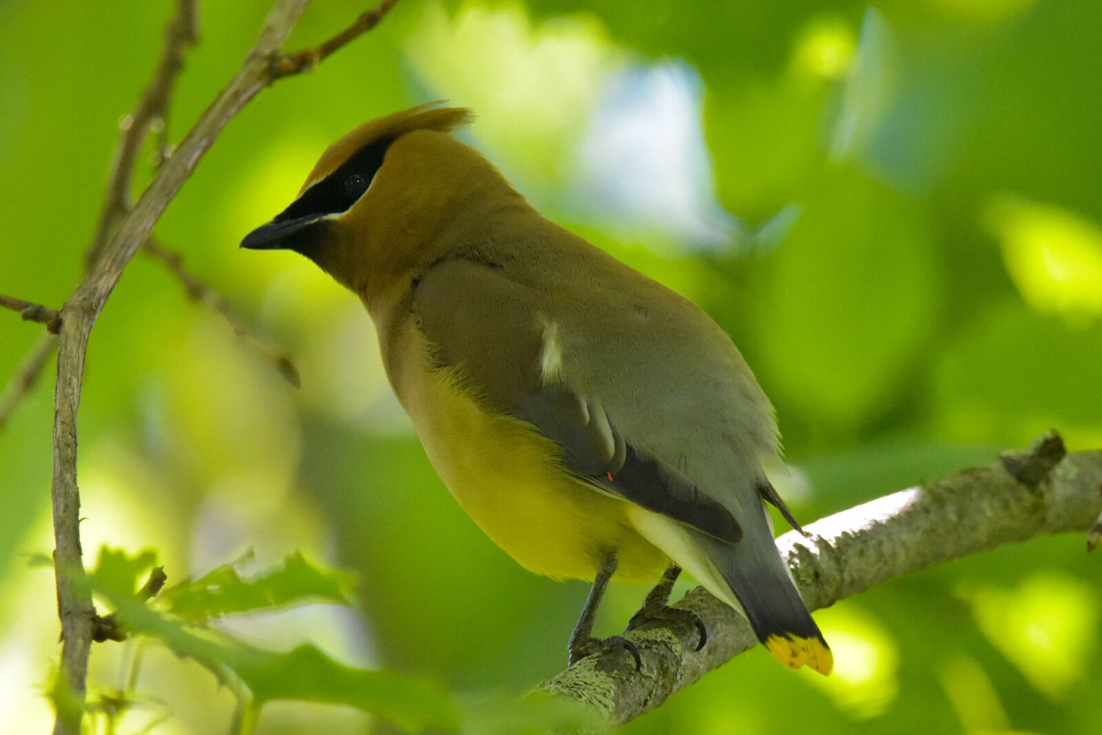 Nikon D3400 sample photo. Nature, wildlife, bird photography