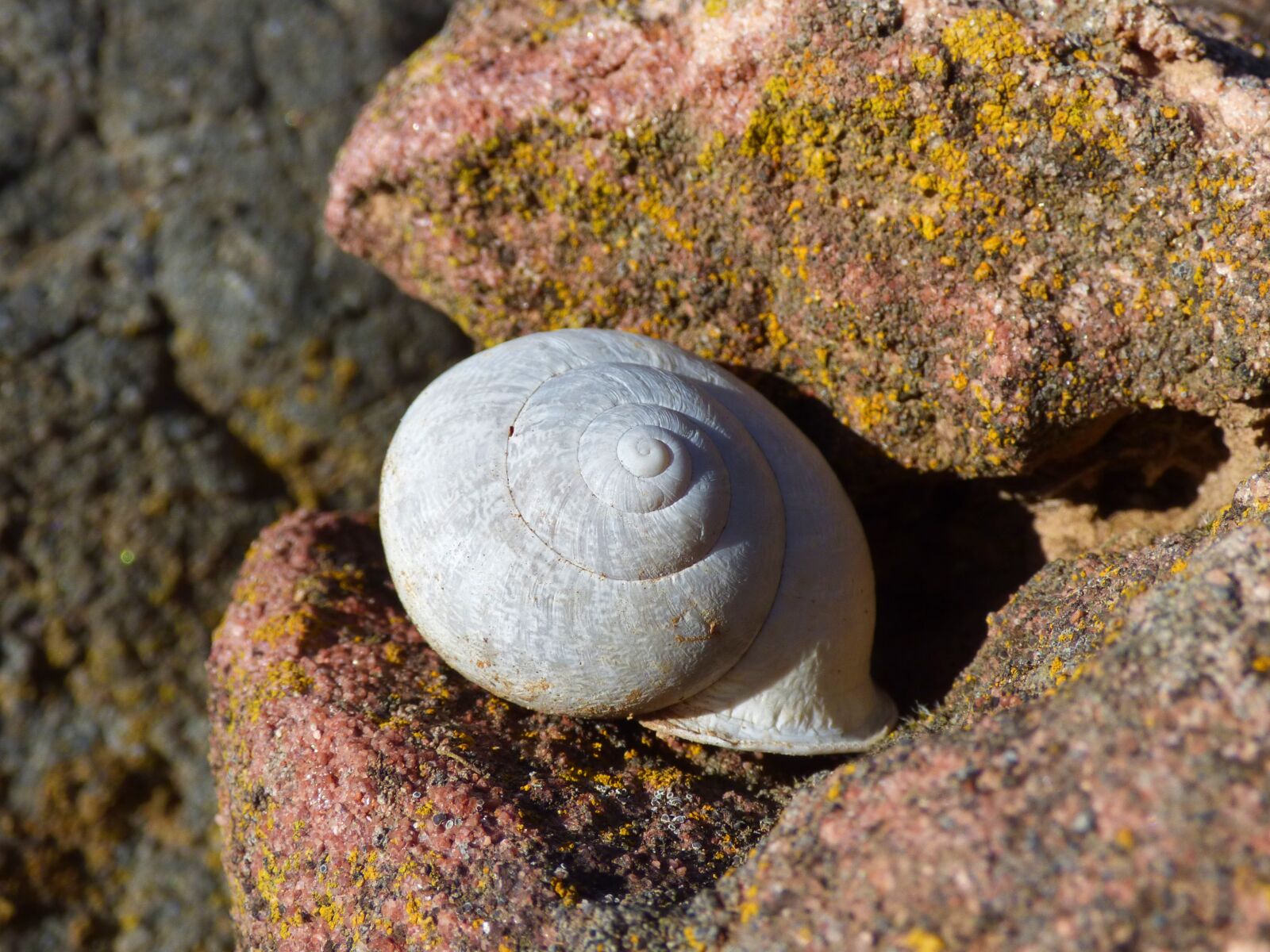 Panasonic Lumix DMC-FZ70 sample photo. Snail, shell, spiral photography