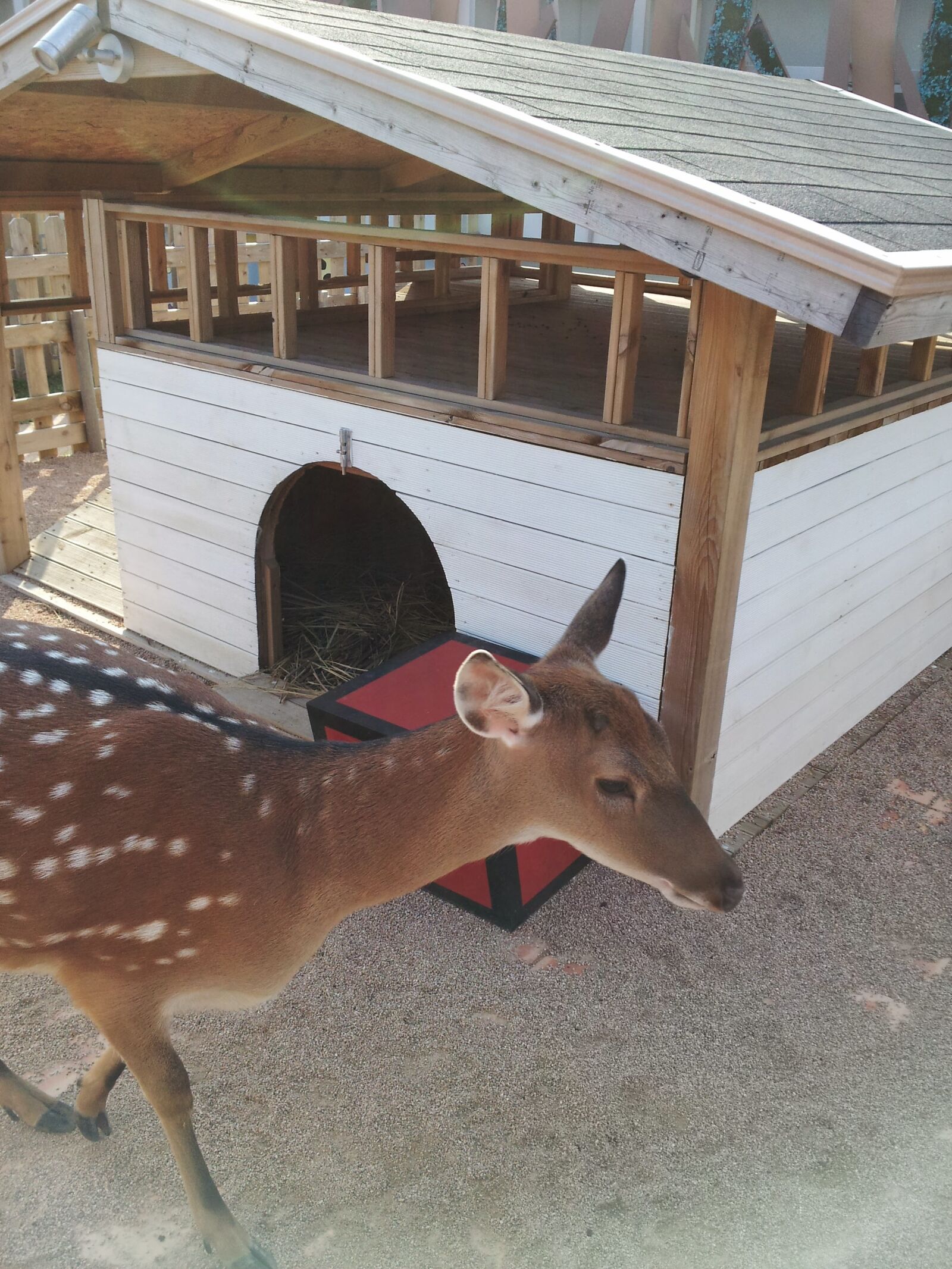 Samsung Galaxy S2 sample photo. Deer, animal, nature photography
