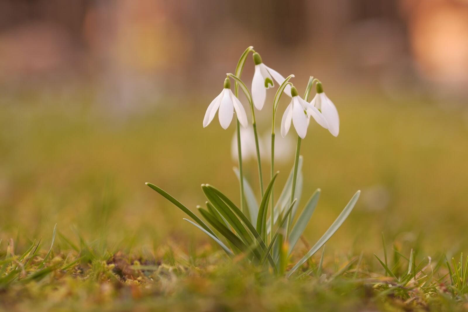 Panasonic Lumix DMC-GH3 sample photo. Snowdrop, nature, spring photography