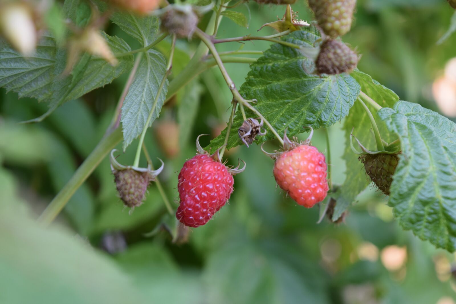 Nikon D3300 sample photo. Raspberry, red, nature photography