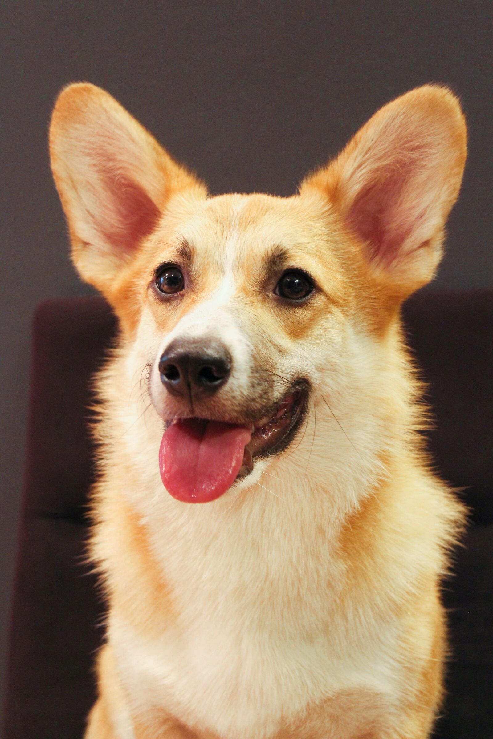 Canon EOS 1200D (EOS Rebel T5 / EOS Kiss X70 / EOS Hi) sample photo. Corgi, dog, pembroke photography