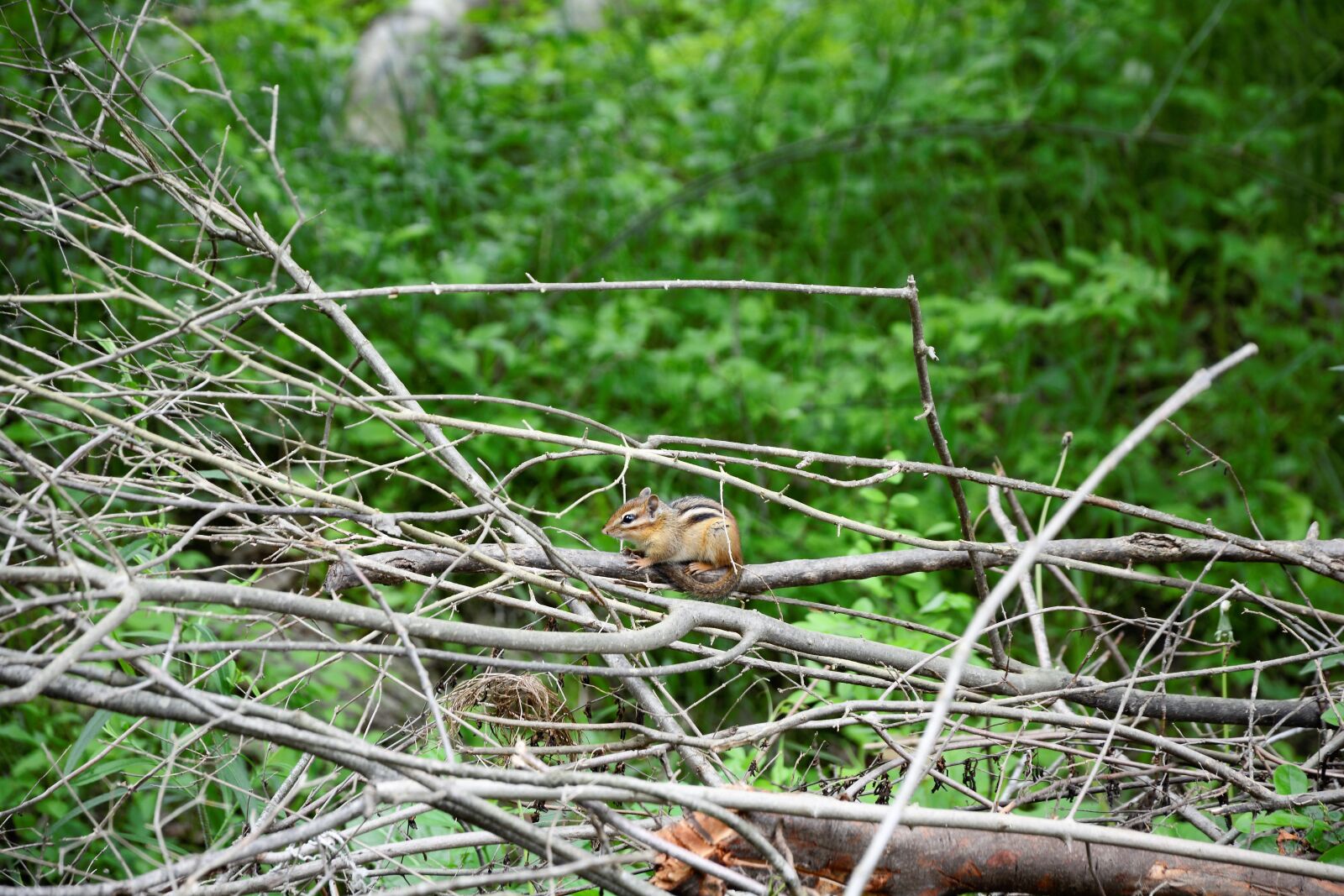 Nikon D7100 sample photo. Chipmunk, hiding on branches photography