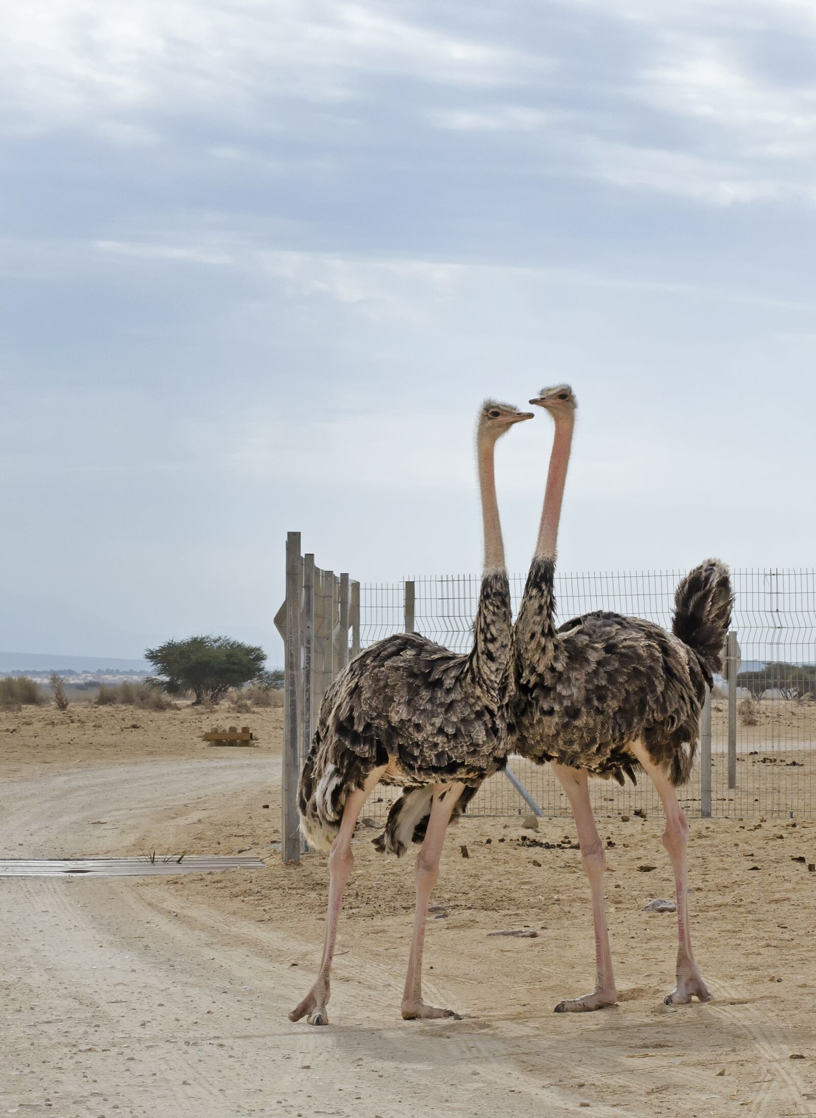 Nikon D5100 sample photo. Ostriches, hai-bar nature reserve photography