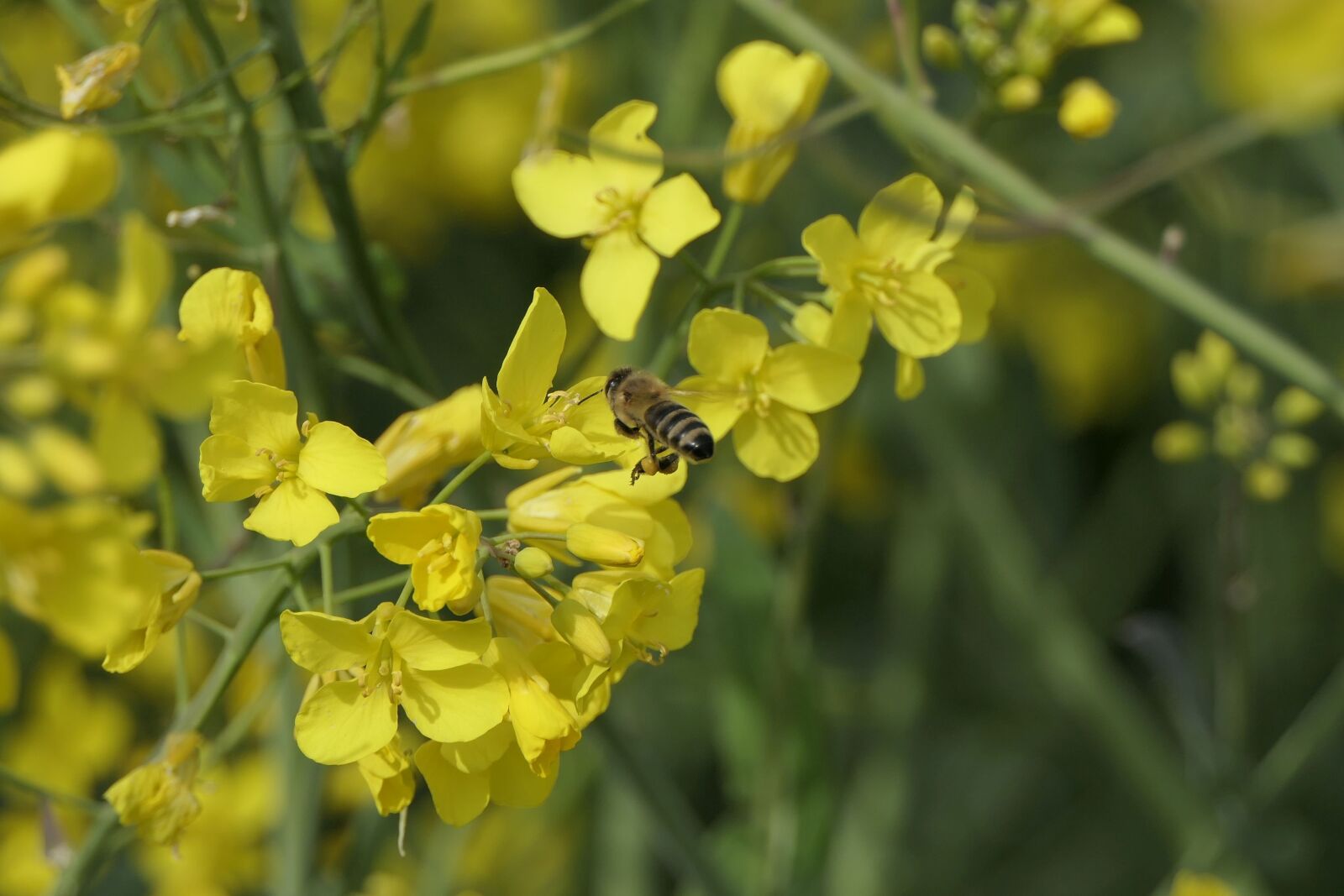 Panasonic Lumix DMC-FZ2500 (Lumix DMC-FZ2000) sample photo. Rape blossoms, bee, close photography