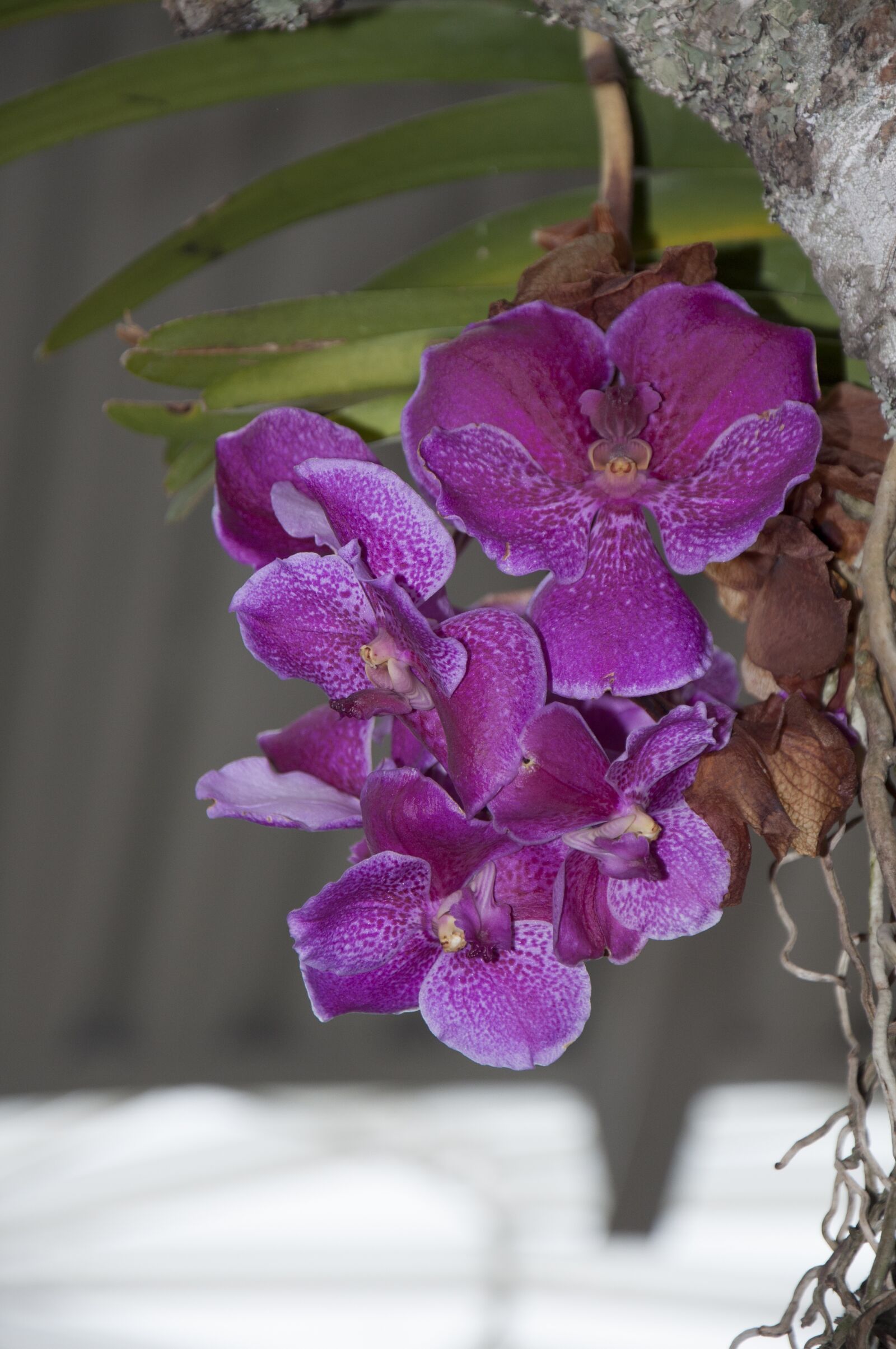 Nikon D90 sample photo. Leaf, flower, plant photography