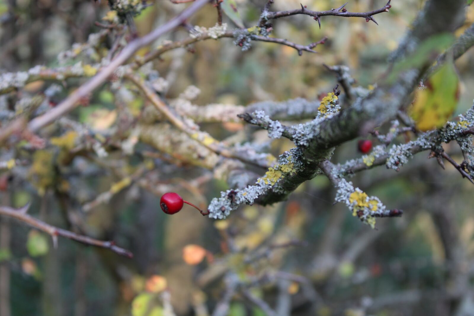Canon EOS 2000D (EOS Rebel T7 / EOS Kiss X90 / EOS 1500D) sample photo. Rose hip, aesthetic, autumn photography