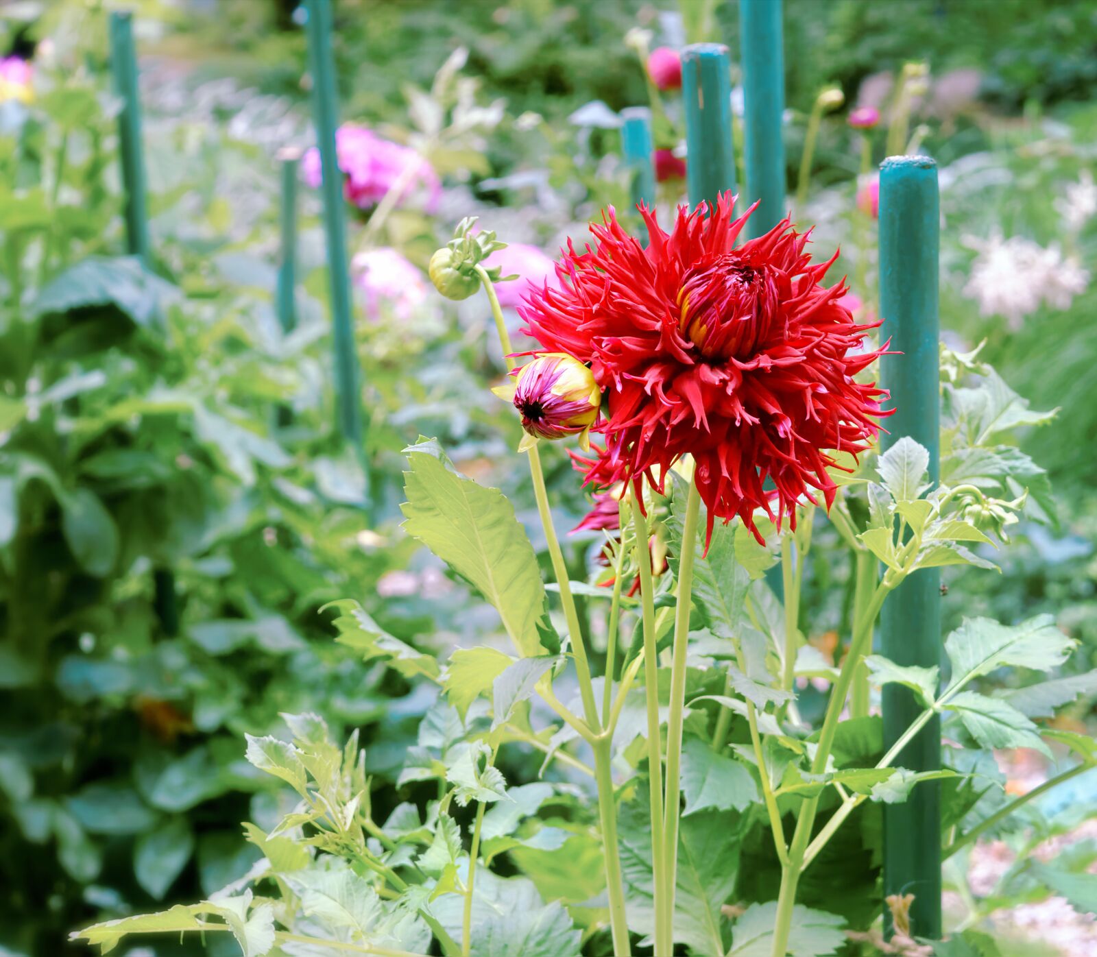 Nikon D40X sample photo. Flower, red, garden photography