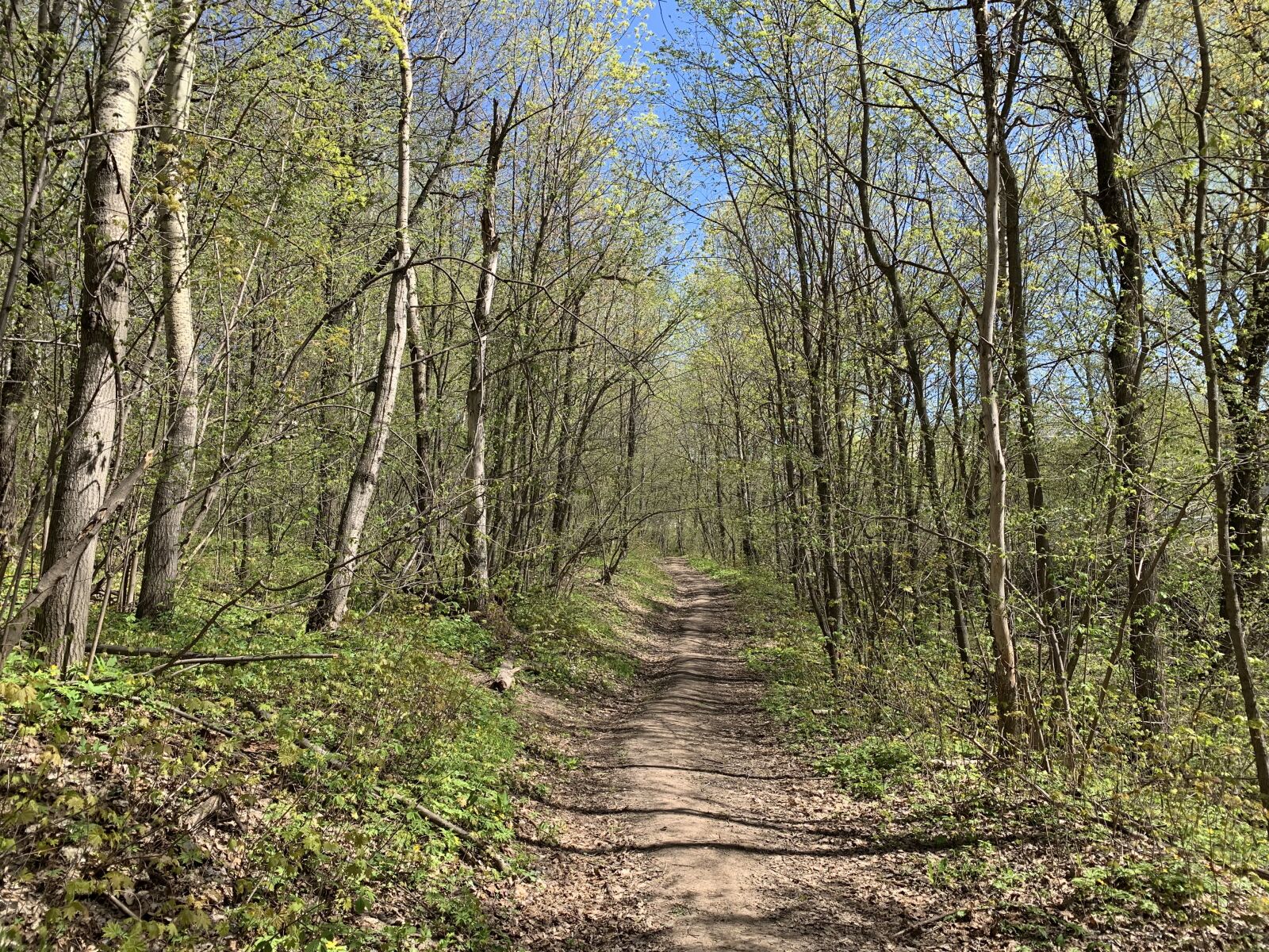 Apple iPhone XS sample photo. May, forest, russia photography