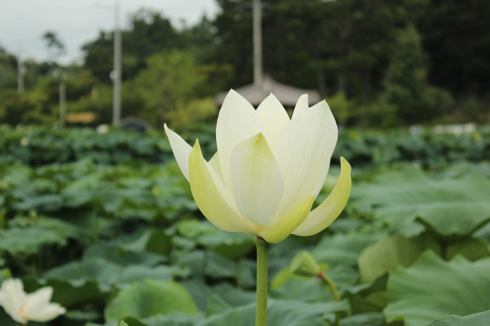 Canon EOS 600D (Rebel EOS T3i / EOS Kiss X5) sample photo. Lotus, white lotus, plants photography