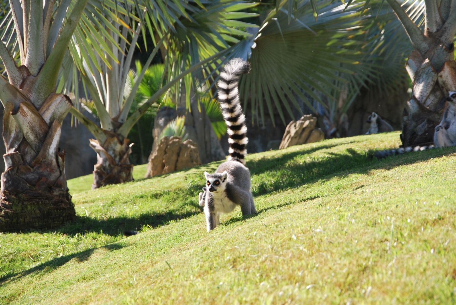 Nikon D60 sample photo. Lemur, zoo, nature photography