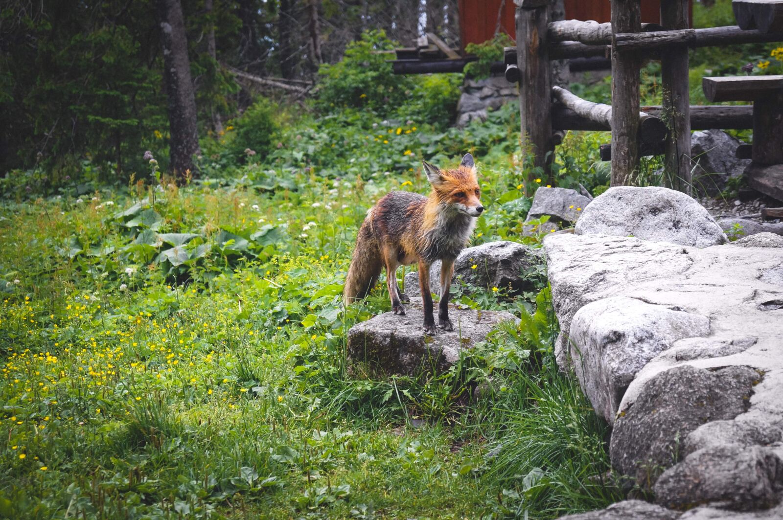 Sony SLT-A37 sample photo. Fox, nature, animals photography