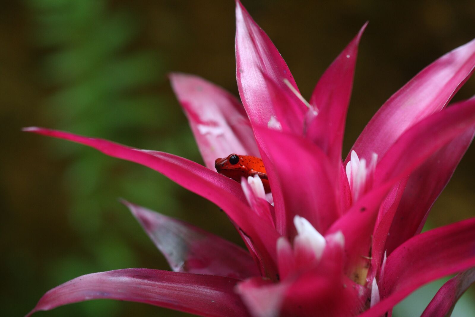 Canon EOS 400D (EOS Digital Rebel XTi / EOS Kiss Digital X) sample photo. Red, frog, pink photography