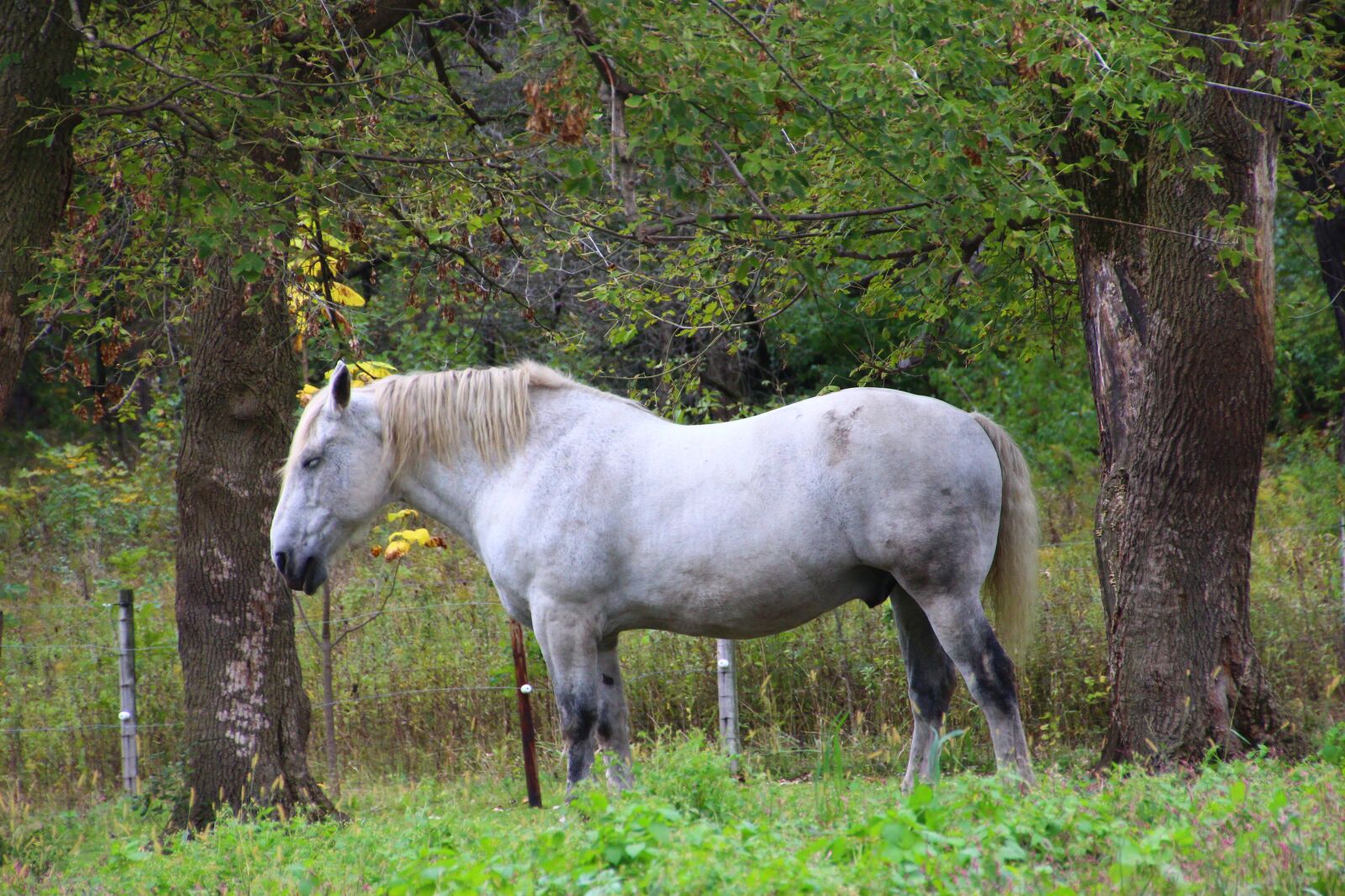 Canon EOS 700D (EOS Rebel T5i / EOS Kiss X7i) sample photo. Horse, animal, nature photography
