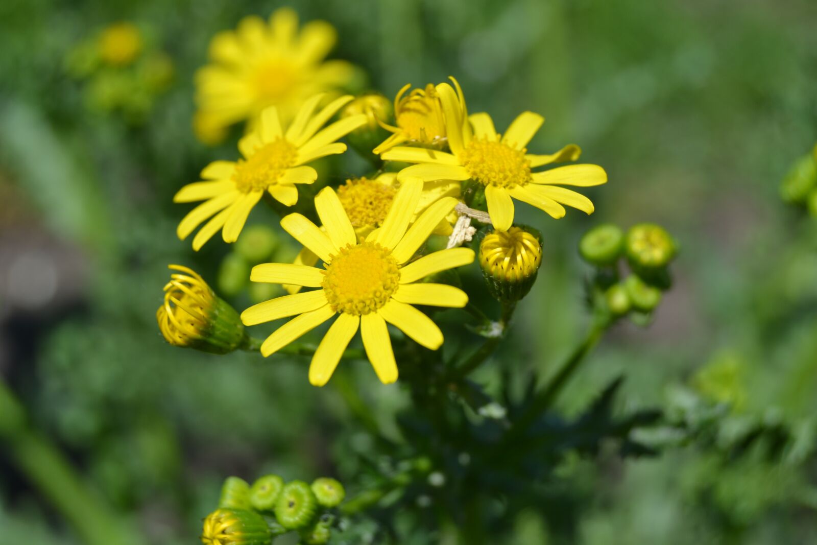 Nikon D3100 sample photo. Flower, yellow, spring photography