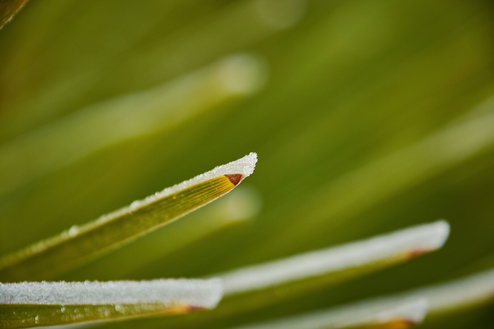 Nikon D7200 sample photo. Outbreaks, frozen, frost photography