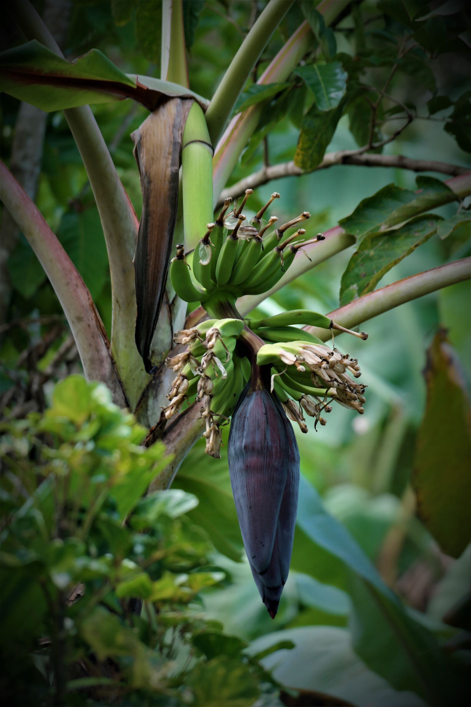 NX 50-200mm F4-5.6 sample photo. Plant, fruits, bananas photography
