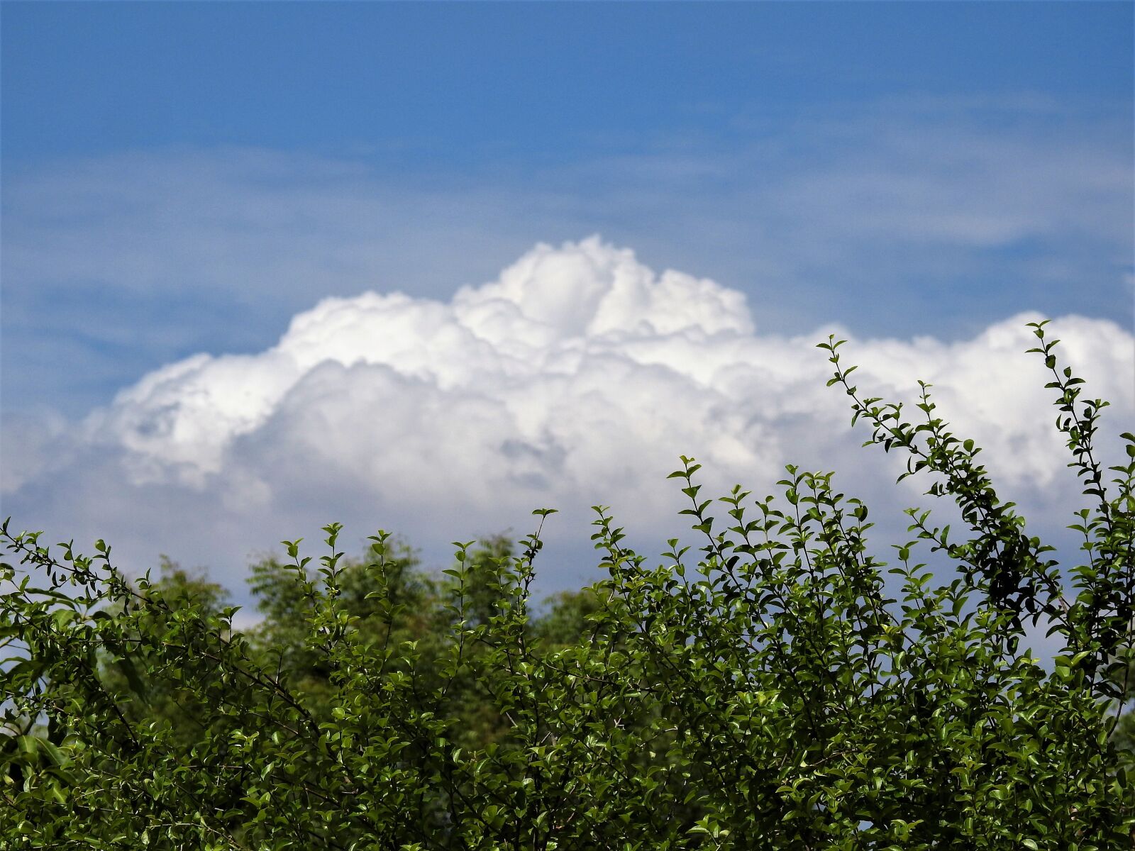 Nikon Coolpix P900 sample photo. Cloud, sky, plants photography