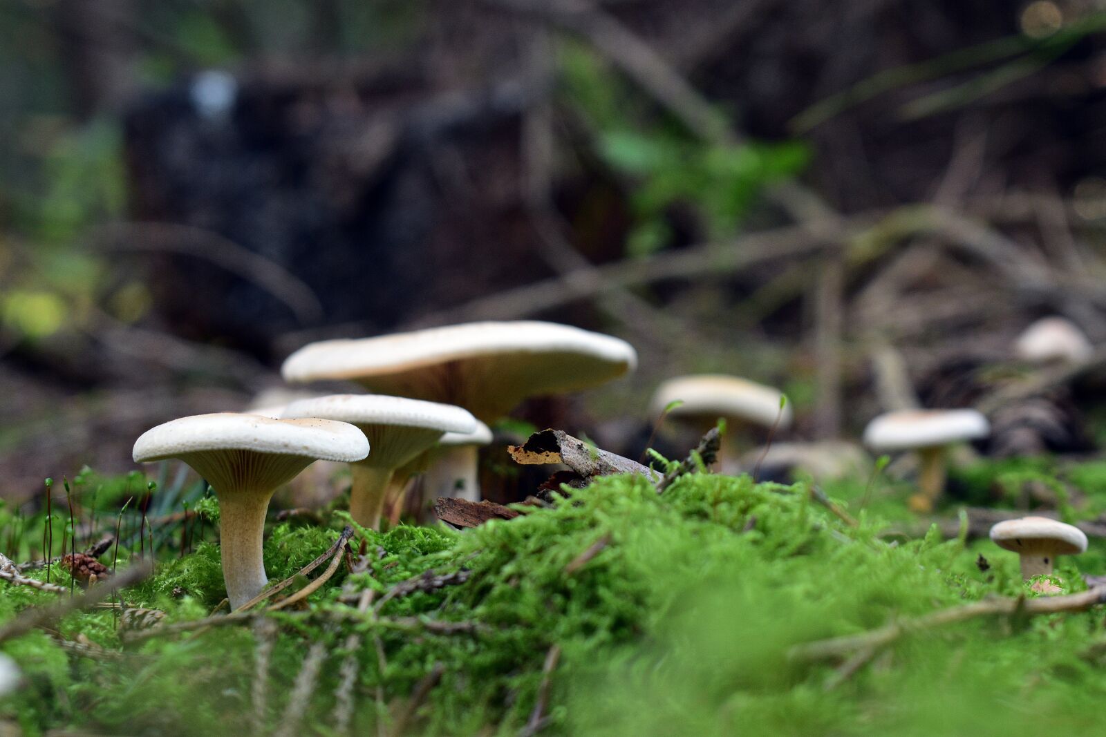 Nikon D3400 sample photo. Mushrooms, toadstools, nature photography