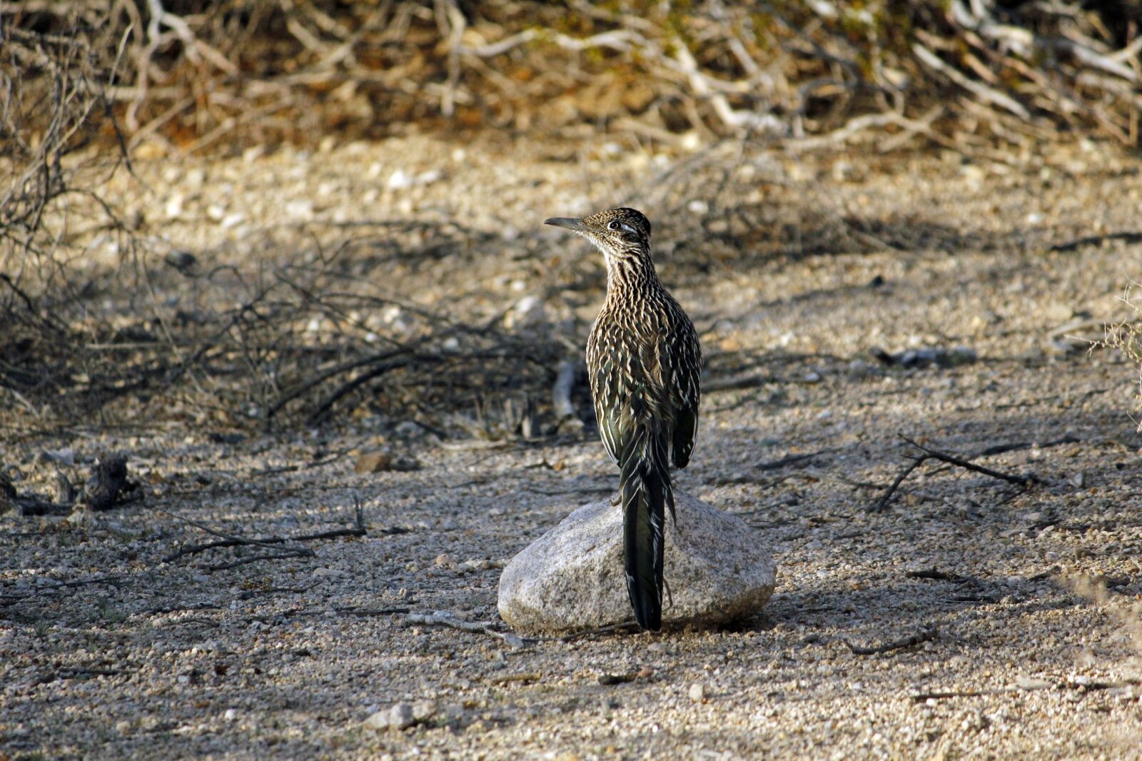 Canon EOS 550D (EOS Rebel T2i / EOS Kiss X4) sample photo. Roadrunner, bird, chaparral photography