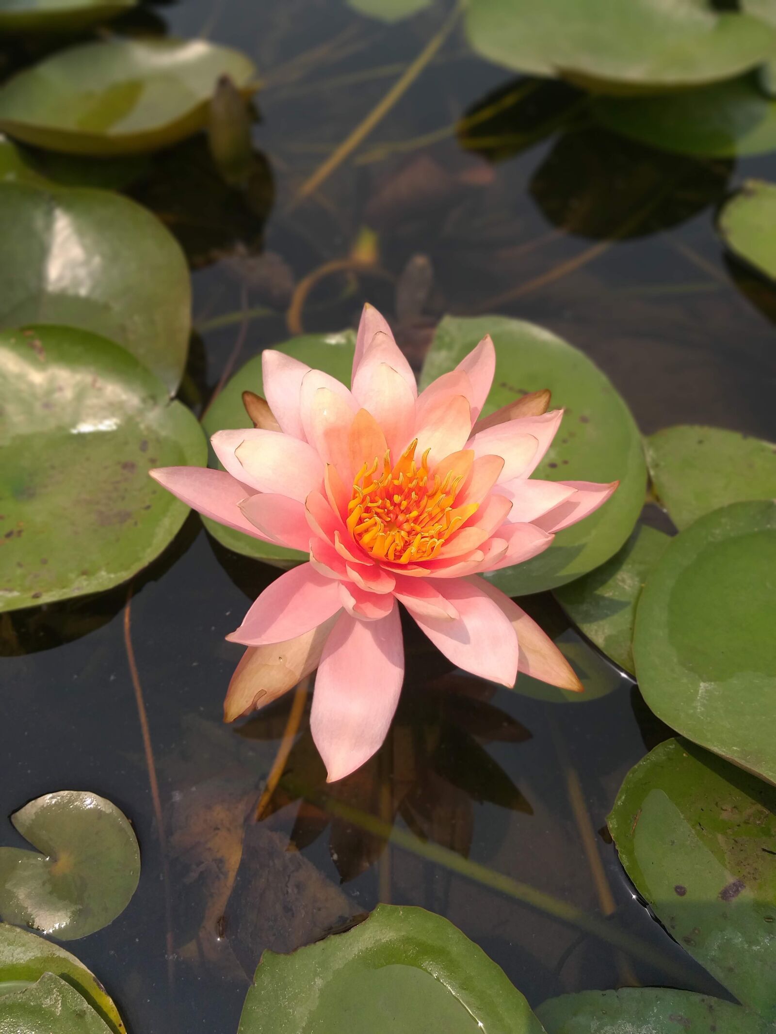 Samsung Galaxy J8 sample photo. Lotus, water, green photography