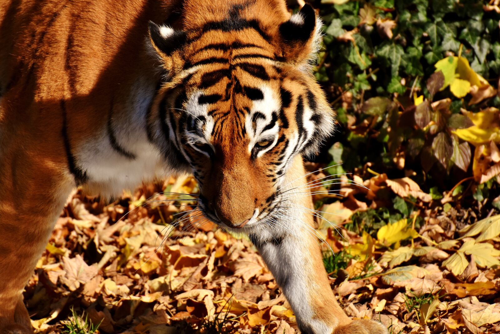 Nikon D7200 sample photo. Tiger, predator, lurking photography
